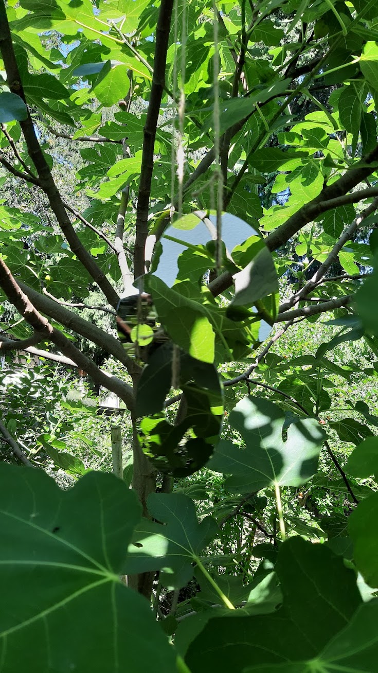 western digital 2 TB hard drive plated hanged on a tree